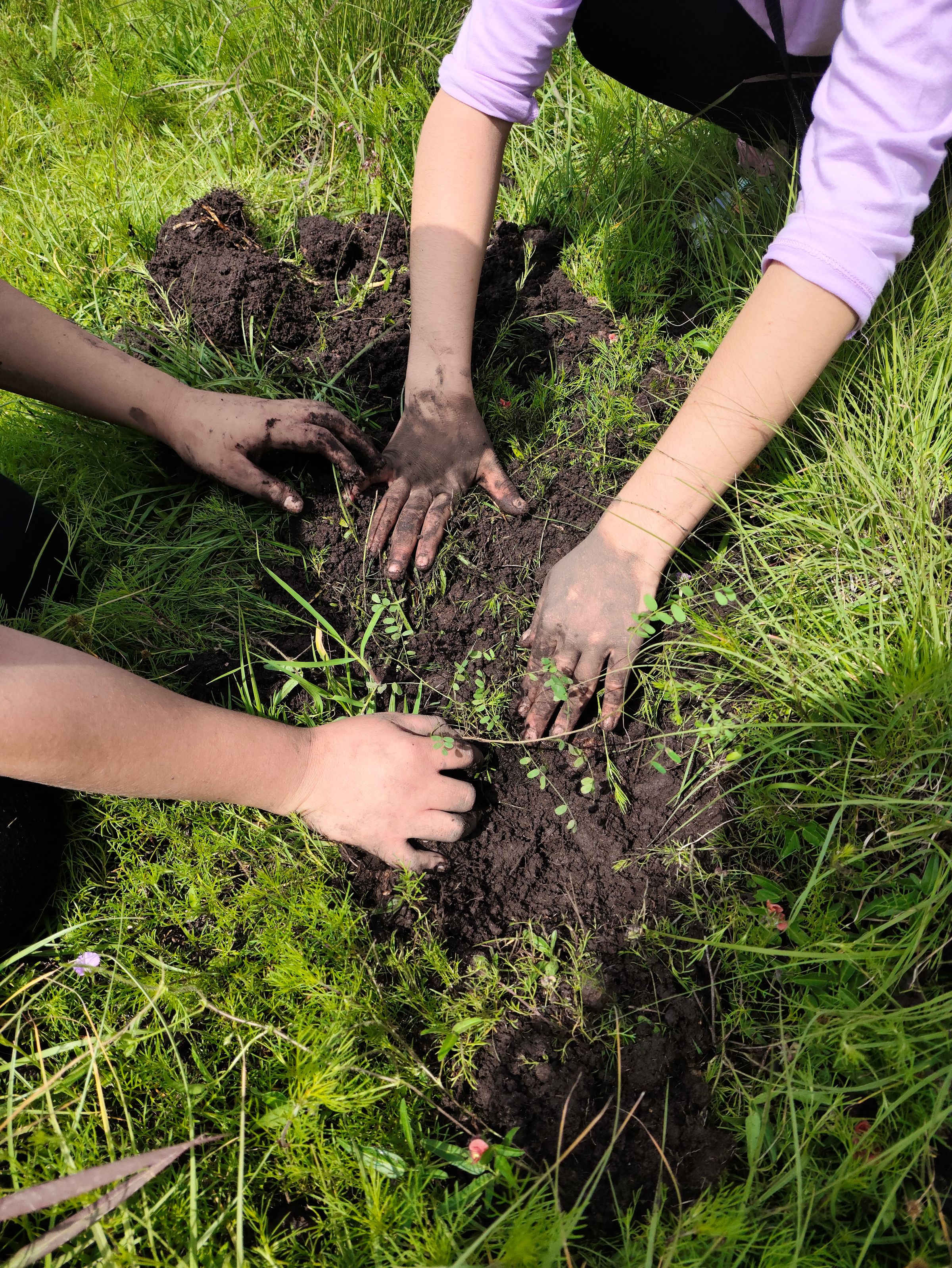 Illustrative photo: People planting a young tree together