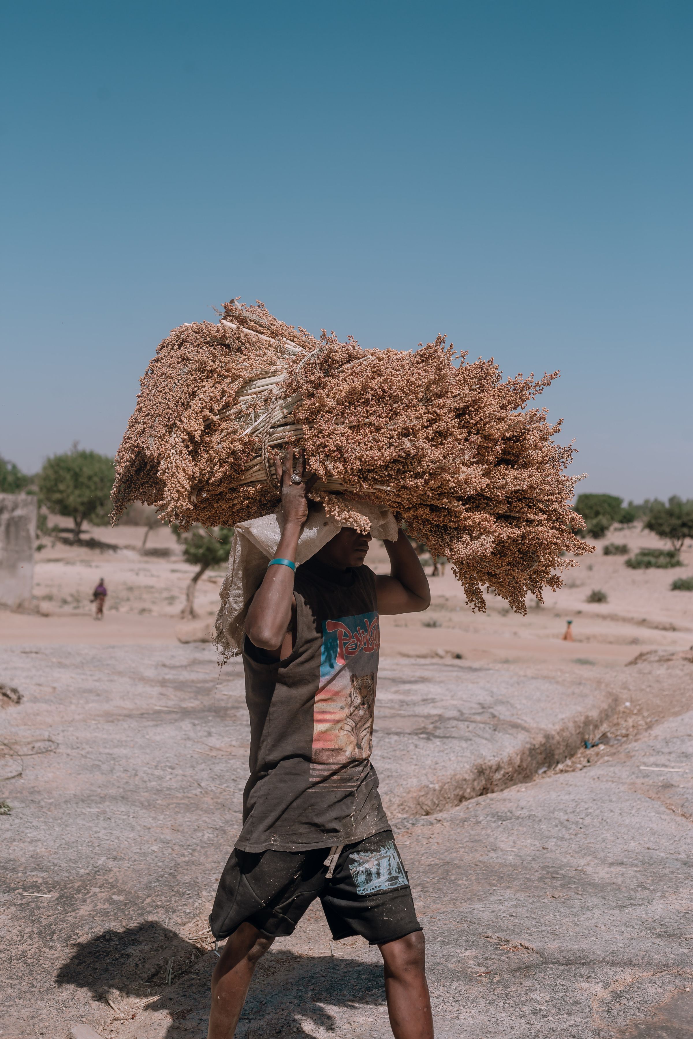 Illustrative photo: A farmer carrying a sorghum harvest in Nigeria