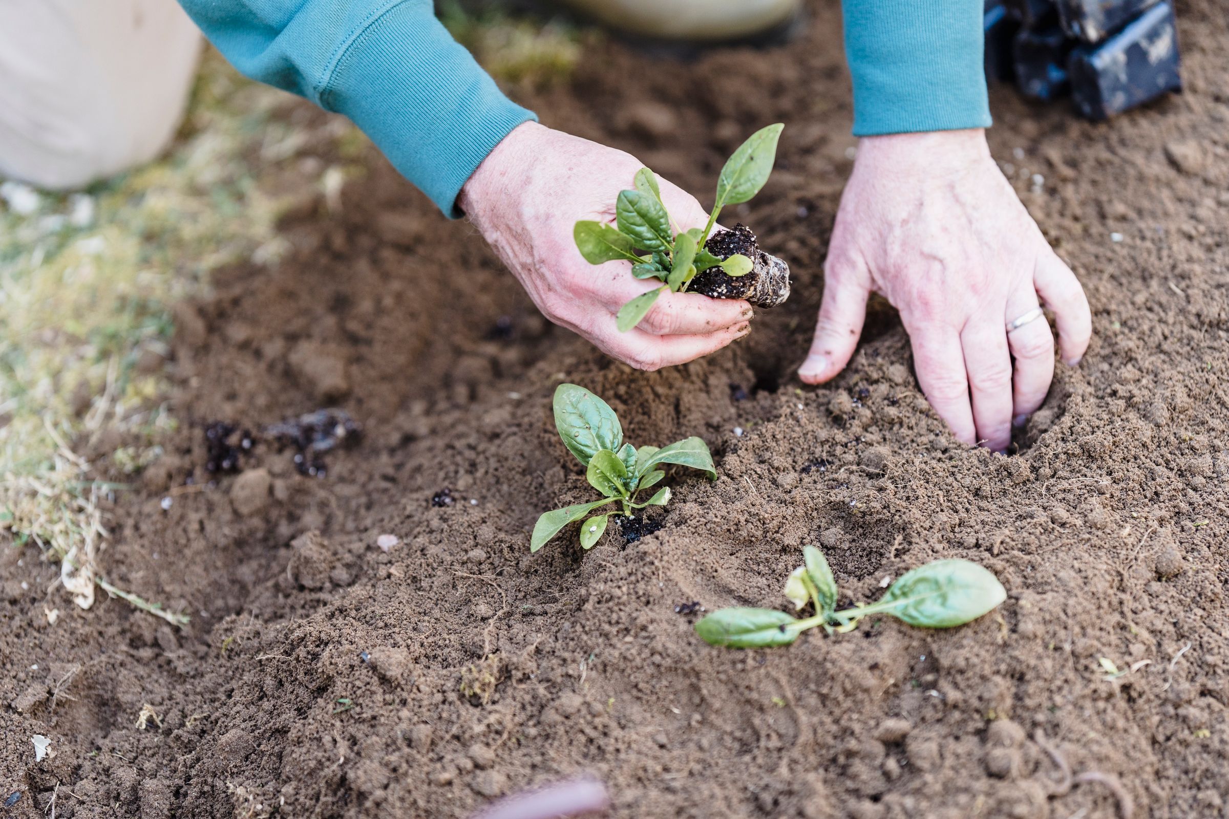 Illustrative photo: Gloved hands tending young plants in garden soil